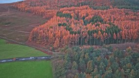 Plantation mix of golden Japanese and European larch and deep green Sitka spruce and pine bordering the A628 Woodhead Pass near Woodhead Reservoir, Derbyshire— in the Pennine uplands, England. - Powered by Shutterstock - Get 15% off with code: PIKWIZARD15