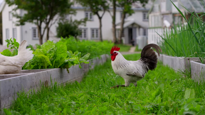 Domestic Chickens At The Gardens Of Kvitnes Gard, Historic Farm And Fine-dining Restaurant In Vesterålen, Norway. Slow Motion Shot