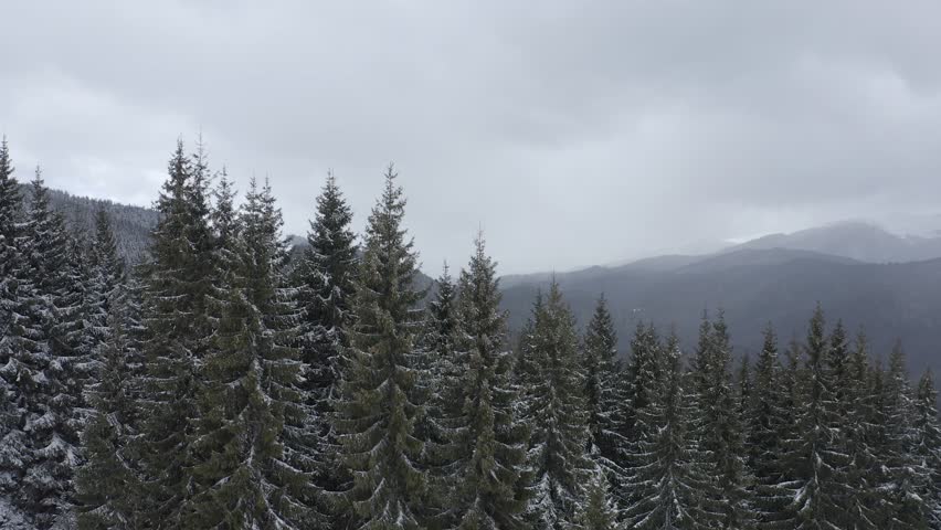 Snow-covered pine trees in misty mountains on a winter day