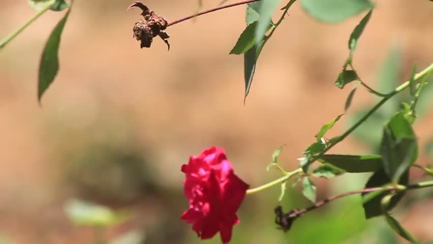 Video 1280 x 720 50 fps flowers red color blurr background