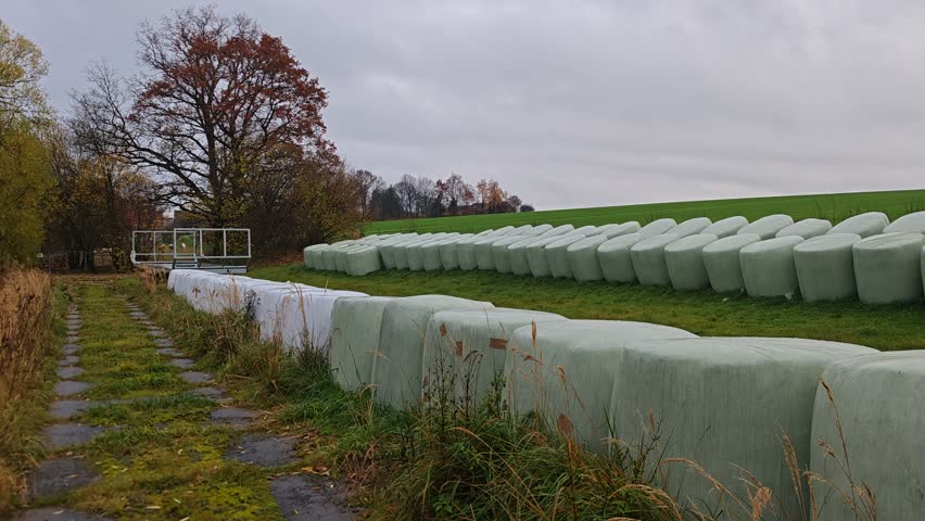 Baled hay Baled hay on a harvested field with a traileon a harvested field with a trailer truck ready for transport under cloudy, wet, and gloomy autumn skies. Rural farming scene in seasonal weather