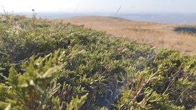 Close-up video juniper branches growing outdoors in the mountains with soft natural bokeh. Beautiful greenery and sunlight, perfect for nature, ecology, botany, science, and environmental themes. - Powered by Shutterstock - Get 15% off with code: PIKWIZARD15