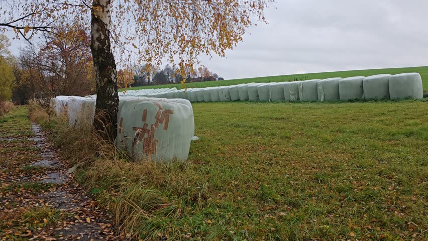 Baled hay Baled hay on a harvested field with a traileon a harvested field with a trailer truck ready for transport under cloudy, wet, and gloomy autumn skies. Rural farming scene in seasonal weather
