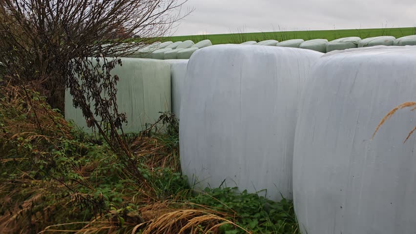 Baled hay Baled hay on a harvested field with a traileon a harvested field with a trailer truck ready for transport under cloudy, wet, and gloomy autumn skies. Rural farming scene in seasonal weather
