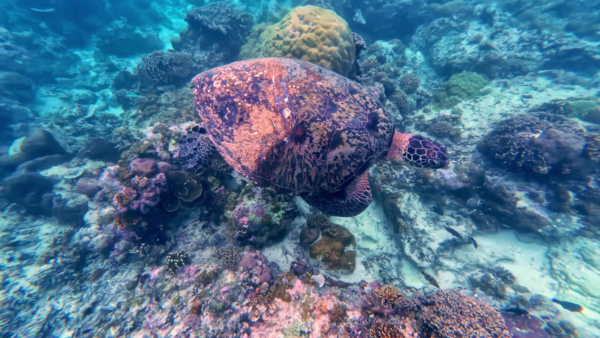 Turtle Paradise on Gili Indah, North Lombok Regency, West Nusa Tenggara