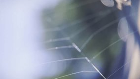 Macro video of a delicate spider web shimmering in soft natural light, creating an ethereal and atmospheric scene ideal for nature, background, and abstract concepts - Powered by Shutterstock - Get 15% off with code: PIKWIZARD15