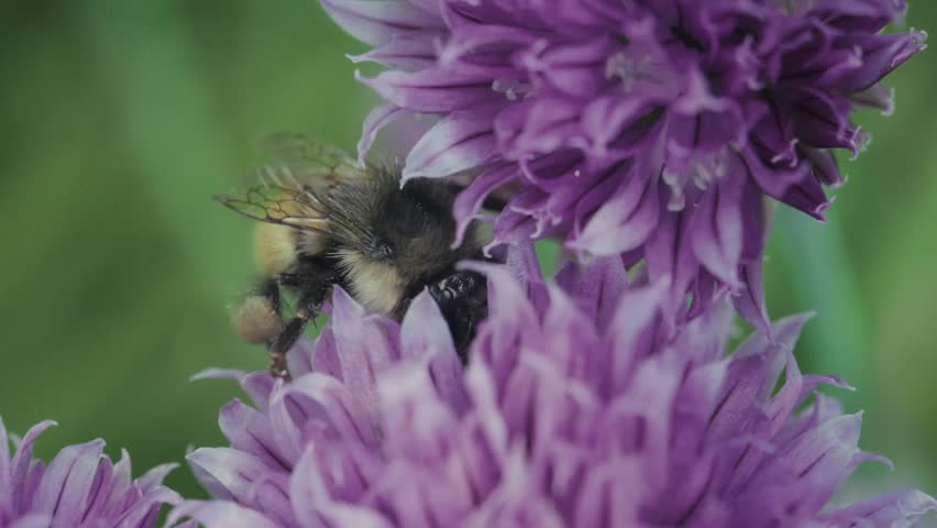 Bumble Bee Perched On Chive Flowers. Selective Focus, Macro Shot