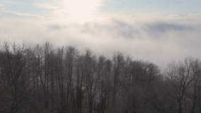 AERIAL: Bare winter trees covered in frost rise through a foggy morning in Slovenia. Gentle sunlight filters through mist, casting long shadows and creating tranquil and ethereal winter landscape. - Powered by Shutterstock - Get 15% off with code: PIKWIZARD15