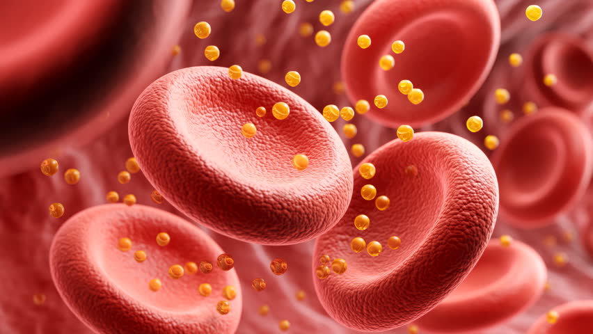 High-density lipoprotein (HDL) particles, blood cells containing good cholesterol, 3D animation.