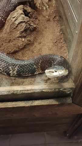 In this video, we see a snake in the zoo, confined in glass.