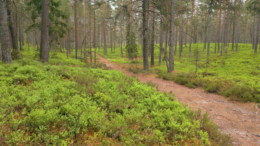 A low drone view of dirt trail through a dense pine forest with lush green moss and undergrowth