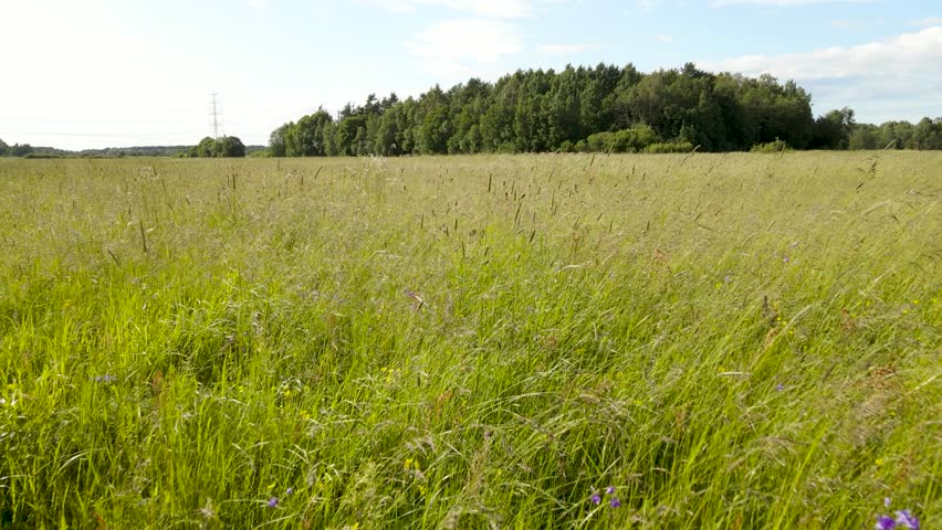 Aerial drone gliding over a gorgeous brown and yellow colored grassy farm field with tall wheat crops for harvesting on a sunny summer day with green large trees in the horizon background.