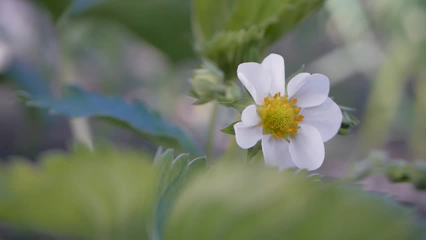 Early bloom of strawberry plant with green leaves and white petals around yellow center. First stage of fruit growth in garden, symbolizing the upcoming harvest season and ripening of strawberries