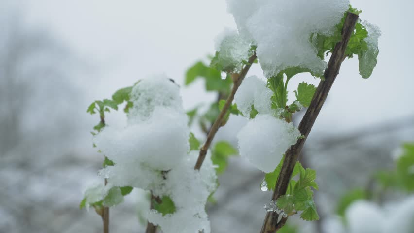 Raspberry branch carries snow cluster. Cold spell challenges young tissue. Spring start interrupted. Seasonal rhythm broken by unexpected freeze