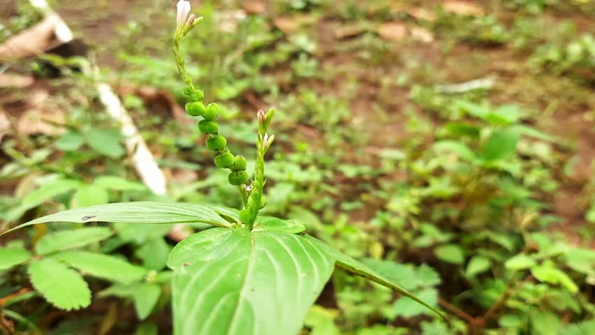 Achyranthes aspera plant displays its vibrant green leaves and distinctive seed pods in a natural setting representing traditional medicine and the beauty of wild flora