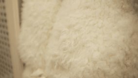 Rolled fluffy cozy and soft plush blankets. Modern aesthetic comfortable living room or bedroom home decor. Snuggly bedding covers. Store shelves merchandise display. - Powered by Shutterstock - Get 15% off with code: PIKWIZARD15