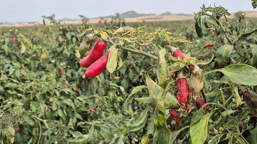 Ripening Chili Peppers on Garden Plant	
