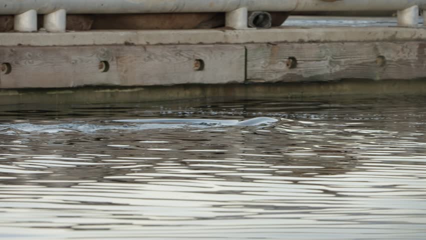 Sea lion swimming near a dock in autumn gathering spot