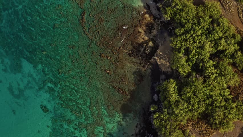 A stunning aerial view reveals the meeting of land and sea — Hawaii’s emerald jungle blending seamlessly into crystal-clear reef waters, alive with color and light.