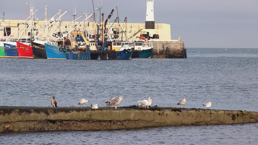 Cormorant and Gulls perched on a breakwater in Winter sunshine. Colourful fishing boats are moored to the harbour wall in the background. Peel. Isle of Man. UK