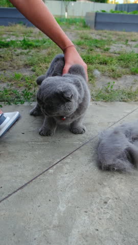 Brushing a pedigree cat. Selective focus.