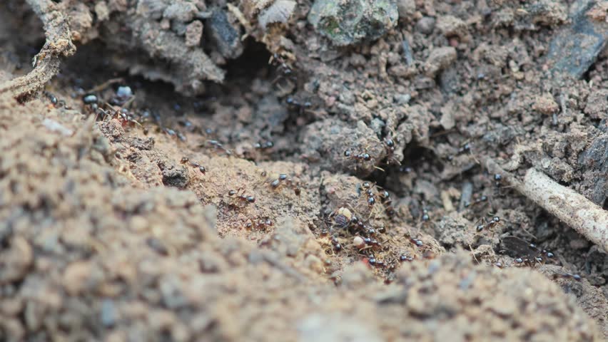 Ants traveling on the background