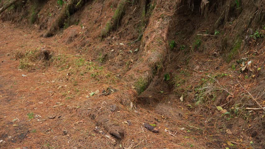 Long exposed roots of tree inside high andean forest of Colombia Los Nevados National park