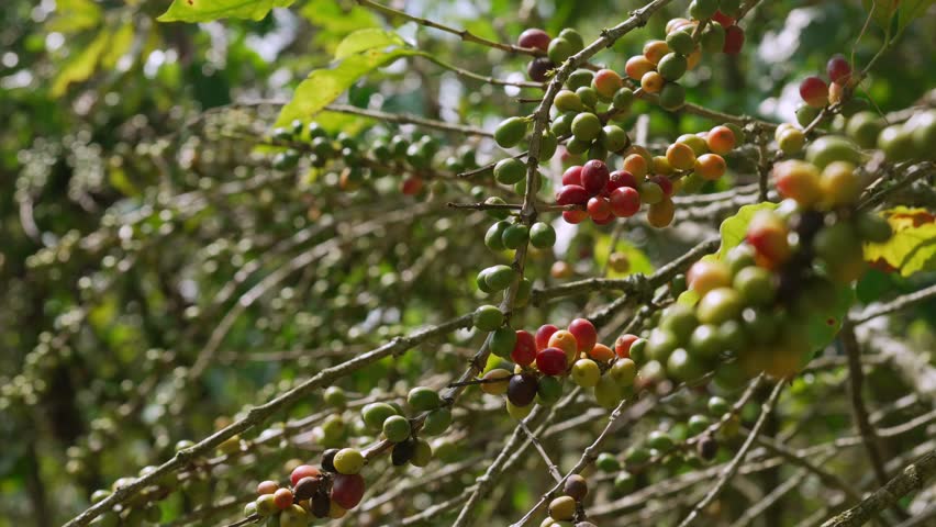 Coffee cherries on a branch fair trade eco plantation farm in Colombia