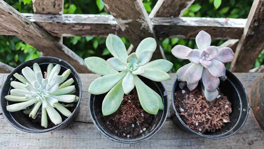 Fresh succulent plants on the background