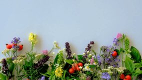Various medicinal herbs on a white background. Selective focus. - Powered by Shutterstock - Get 15% off with code: PIKWIZARD15