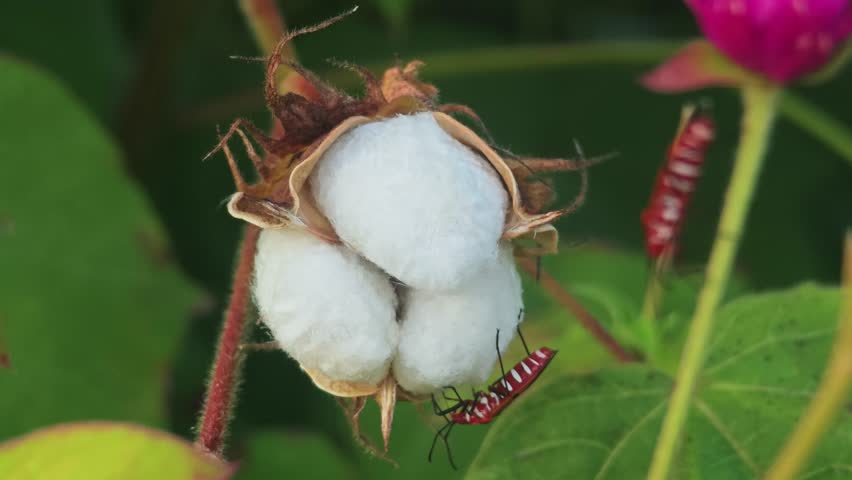 Cotton plants and insects in the garden