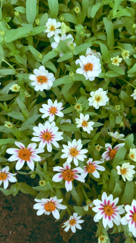 4K close up video of white cutter flowers blooming beautifully in a garden. Capturing natural beauty, floral freshness, peaceful atmosphere, and outdoor nature vibes. Perfect for themes of gardening, 