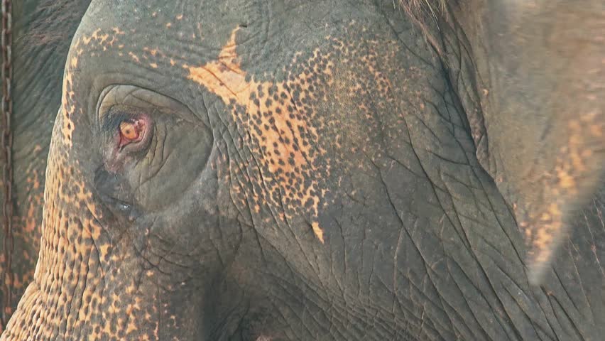 Close-up of an elephant gently flapping its ears and gazing naturally.
