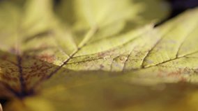 macro shot highlighting leaf decay intricacies, soft morning light reveals detailed veins and decay patterns, early light softly highlights complex textures and delicate decay of aging leaf - Powered by Shutterstock - Get 15% off with code: PIKWIZARD15