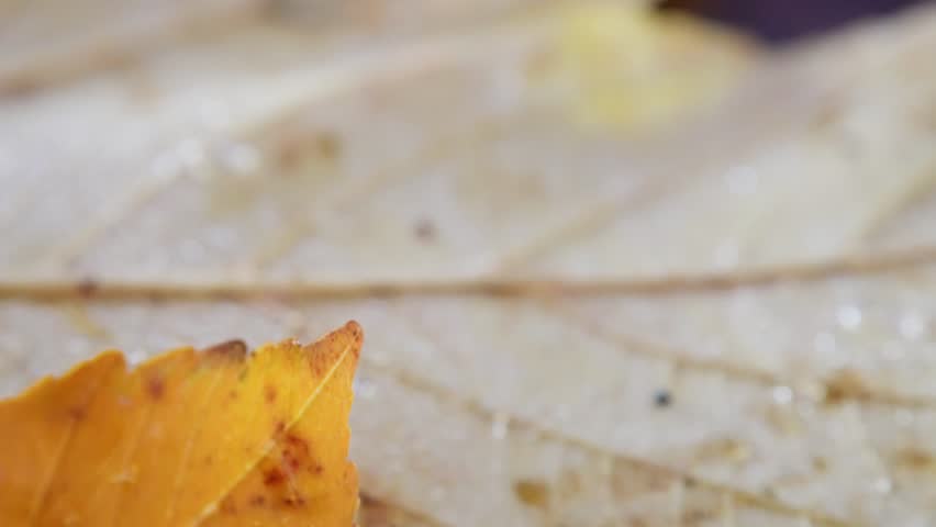 calm fall landscape with foliage, serene seasonal park scene with shimmering colorful leaves and shadows, peaceful autumn setting in park highlighting vividly veined and shadowed foliage