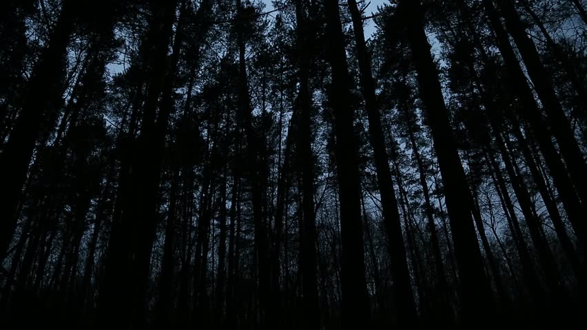 Tall pine trees in the evening dark time on blue sky background in the forest