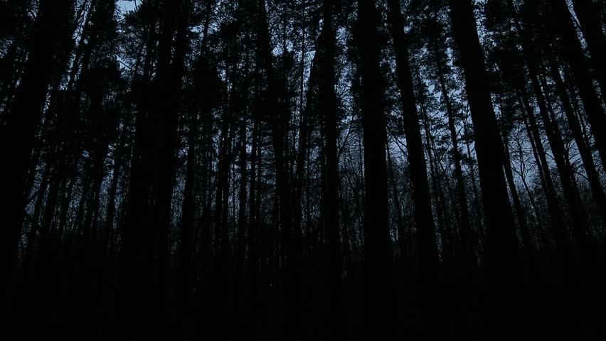 Tall pine trees in the evening dark time on blue sky background in the forest
