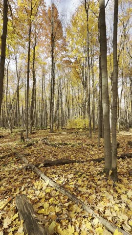 Autumn forest in Quebec, Canada