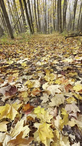 Autumn forest in Quebec, Canada