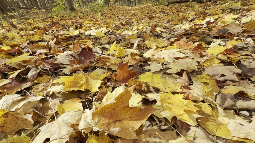 Autumn forest in Quebec, Canada