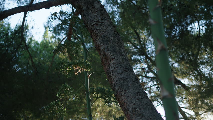 Sun rays through green foliage beside a rough-barked tree — Mallorca Mediterranean forest
