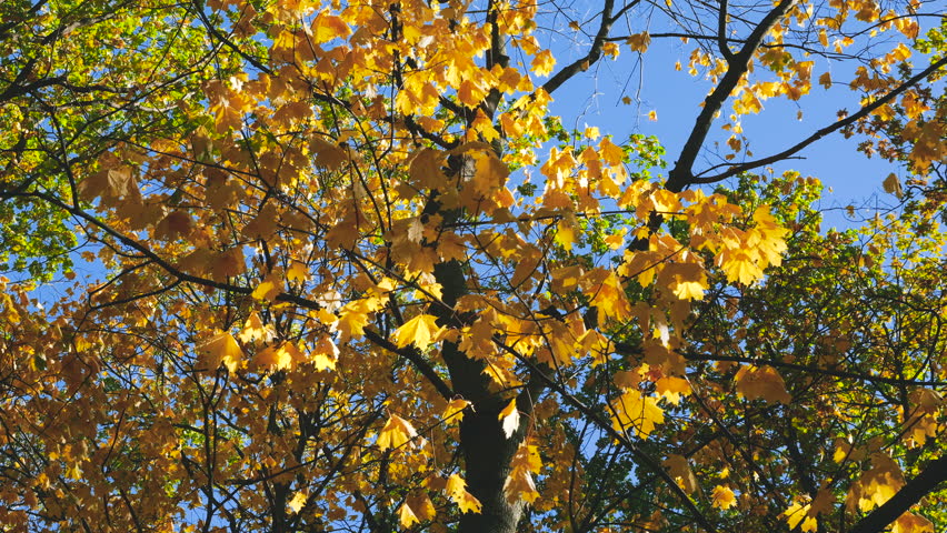 Yellow maple leaves on tree branches on a sunny autumn day.