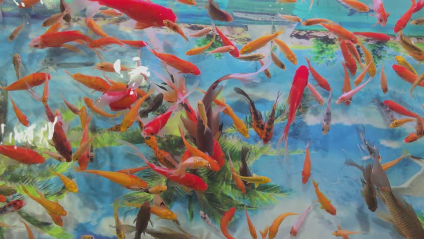 4K Vibrant School of Goldfish Swimming in Fish Tank
The scene is vibrant with rich color saturation, highlighting the bright orange and gold hues of the fish as they move in unison.