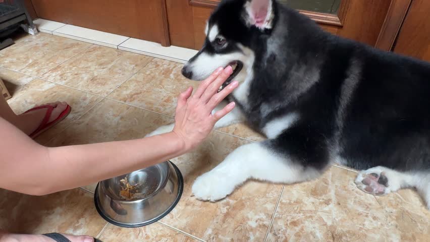 4K footage video, alaskan malamute or Siberian husky dog waiting for its food and doing high five or hand toss with the owner. Smart dog understands the owner’s instruction before eating.