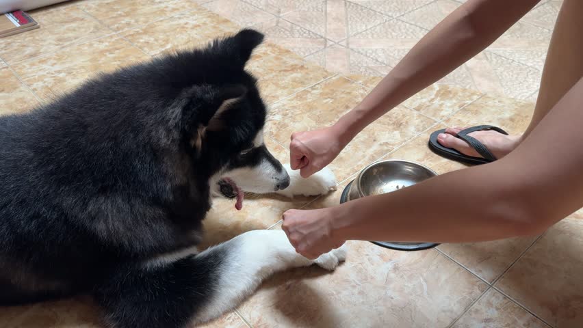 4K footage video, alaskan malamute or Siberian husky dog playing games of smelling and guessing food hidden in one of owner’s hand palm. Playing games before eating. Cute dog.