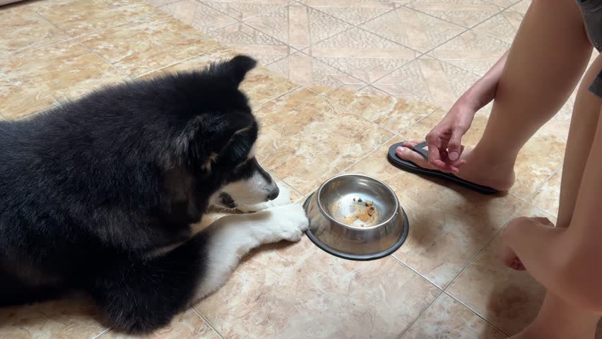 4K footage video, alaskan malamute or Siberian husky dog waiting for its food and doing high five or hand toss with the owner. Smart dog understands the owner’s instruction before eating.