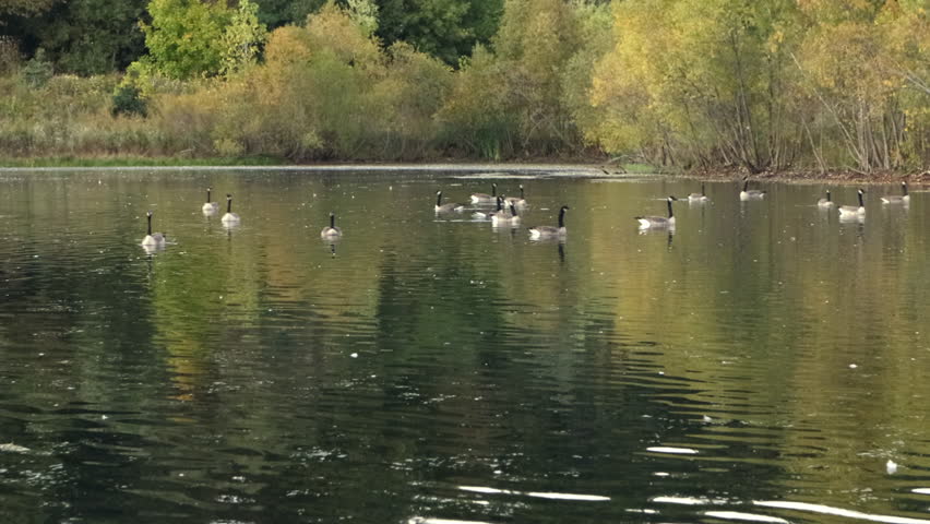Canadian geese starting to fly from a pond crossing over the area in autumn, Ancaster, Hamilton, ON, Canada