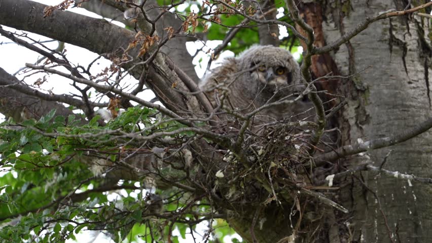 Adorable Fluffy Magellanic Horned Owl Chick Close-up in Natural Habitat, Young Tucúquere (Lesser Horned Owl) Staring with Bright Yellow Eyes, South American Bird of Prey