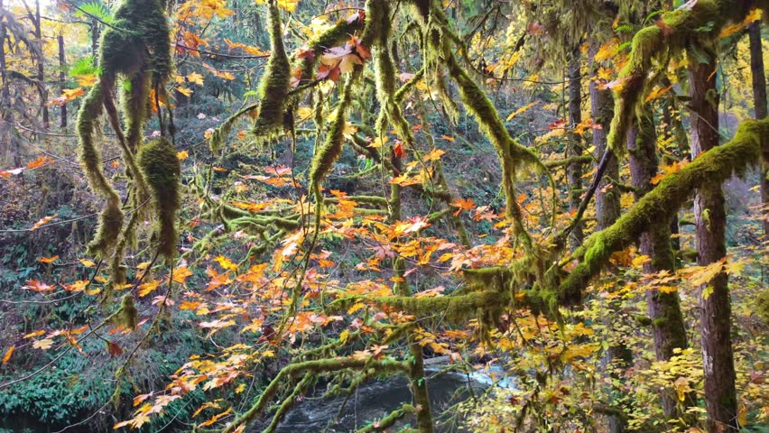 A beautiful view of the Lower North Falls, a graceful, tall waterfall descending into a tranquil pool, framed by lush foliage exhibiting vibrant autumn colors at Silver Falls State Park