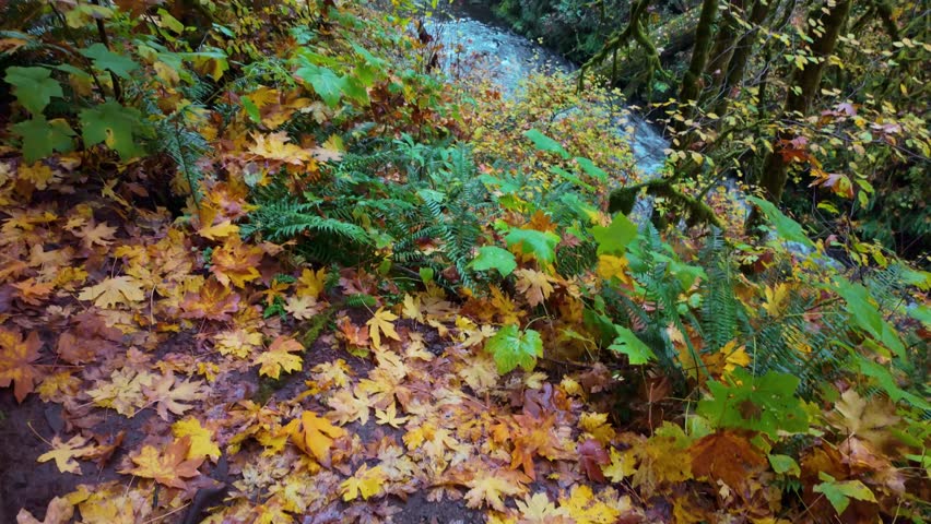 A picturesque view of Middle North Falls, a significant waterfall that carves a large grotto, allowing hikers to walk behind the water, surrounded by vibrant autumn colors at Silver Falls State Park